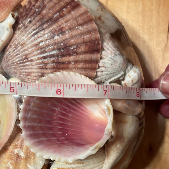 Shell Home Decor - Picture 9 of 9